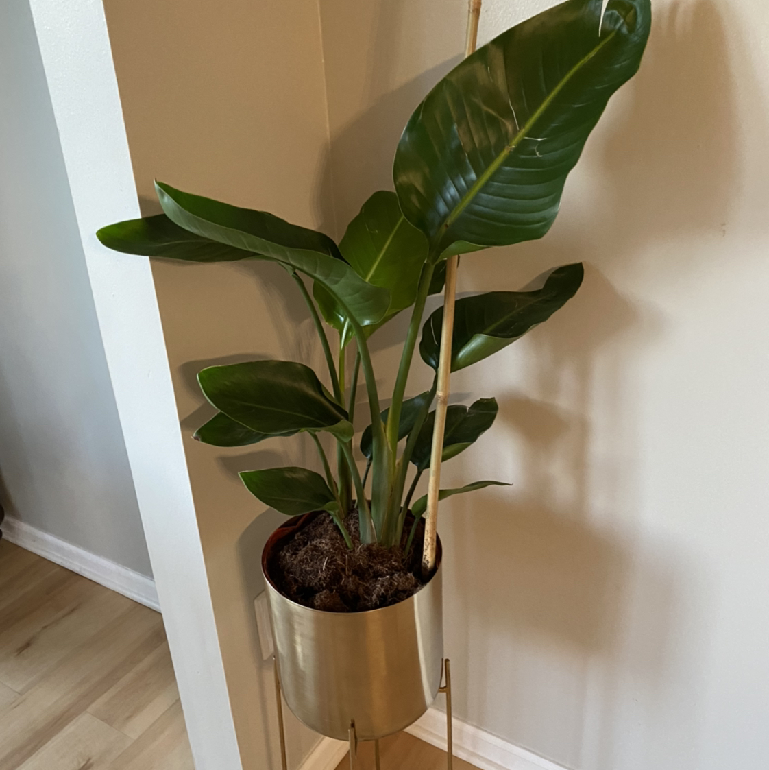 Avatar for Danielle on Greg, the plant care app