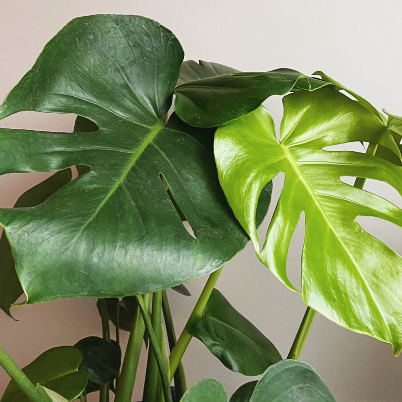 Avatar for @hkfplants on Greg, the plant care app