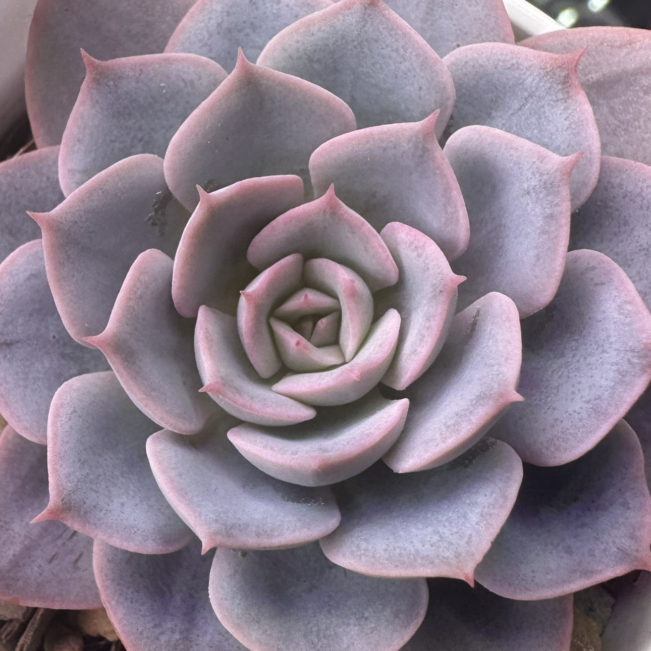 Avatar for @sun.succa on Greg, the plant care app