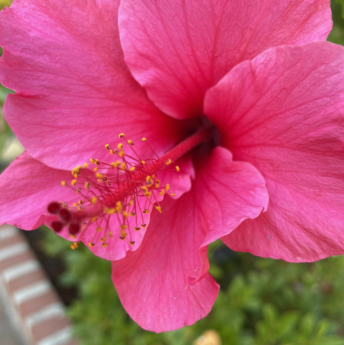 Avatar for @plantsweetheart on Greg, the plant care app