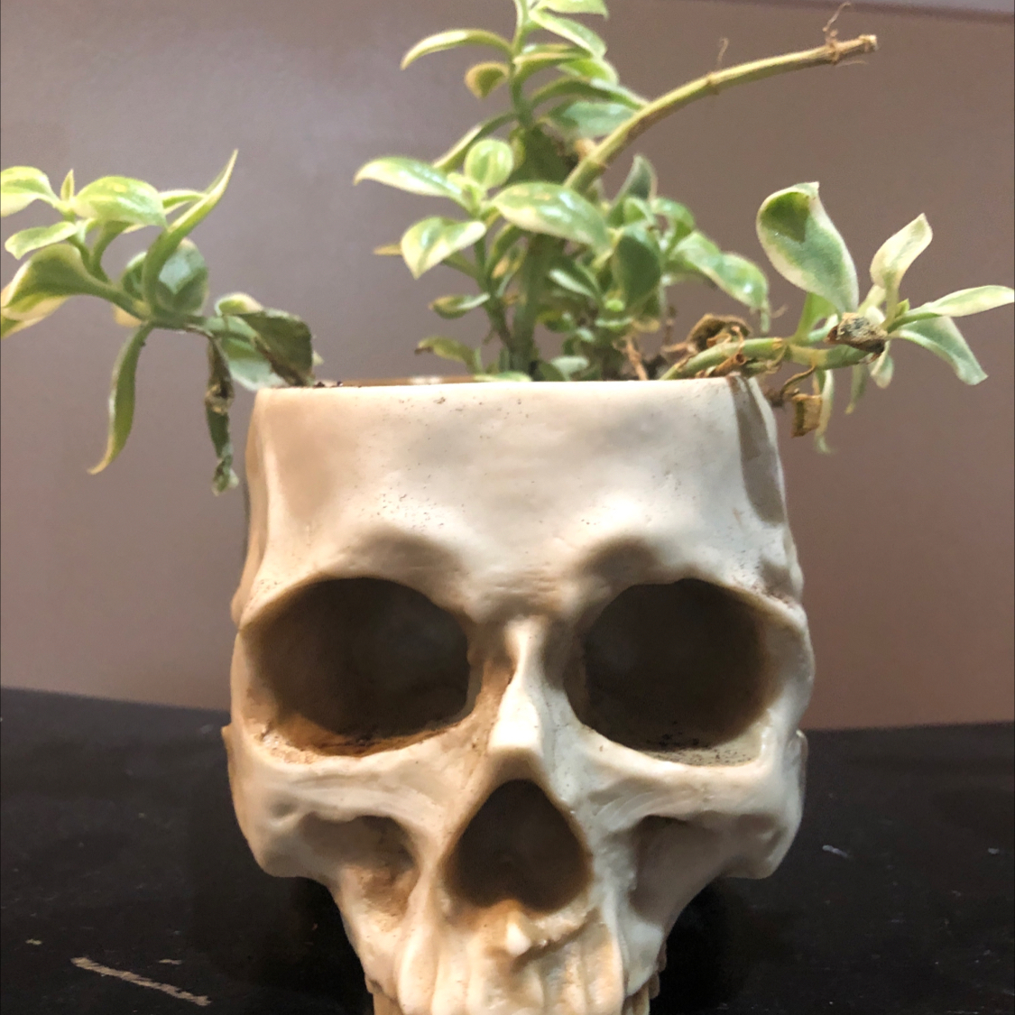 @ElderCentella