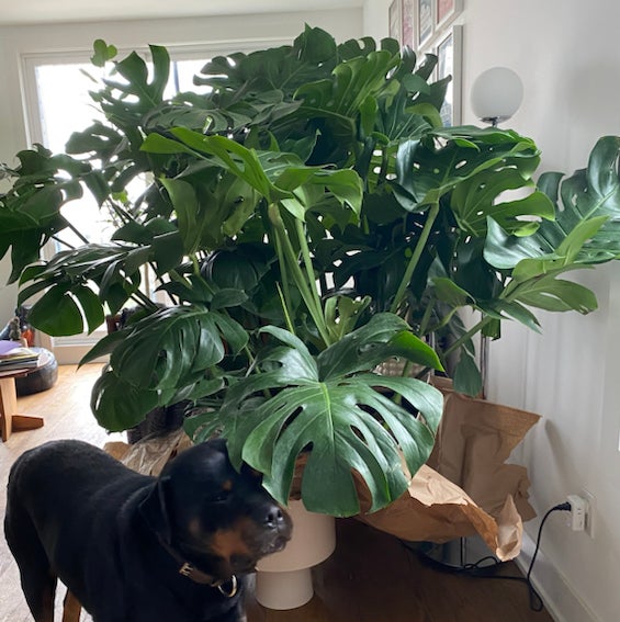 @GreenBlackTan avatar