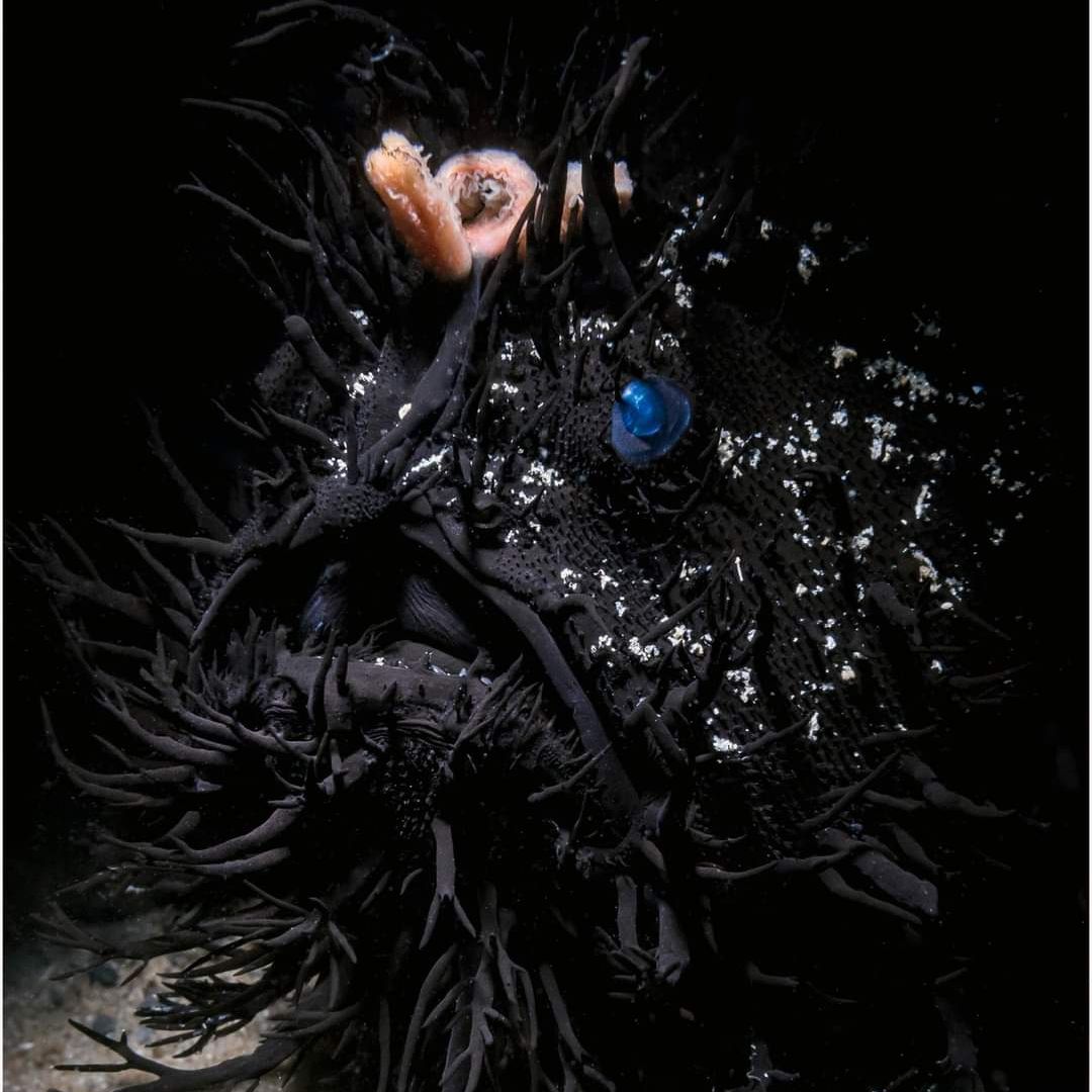 Avatar for @FragrantPinoak on Greg, the plant care app