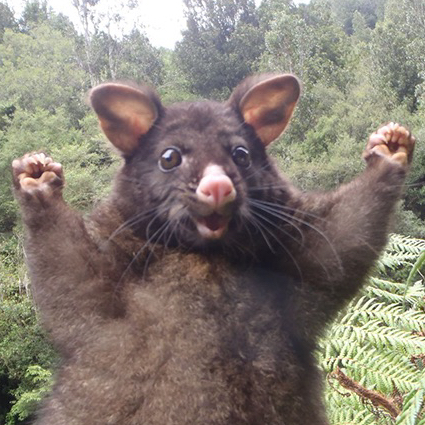 @annabelleborm avatar