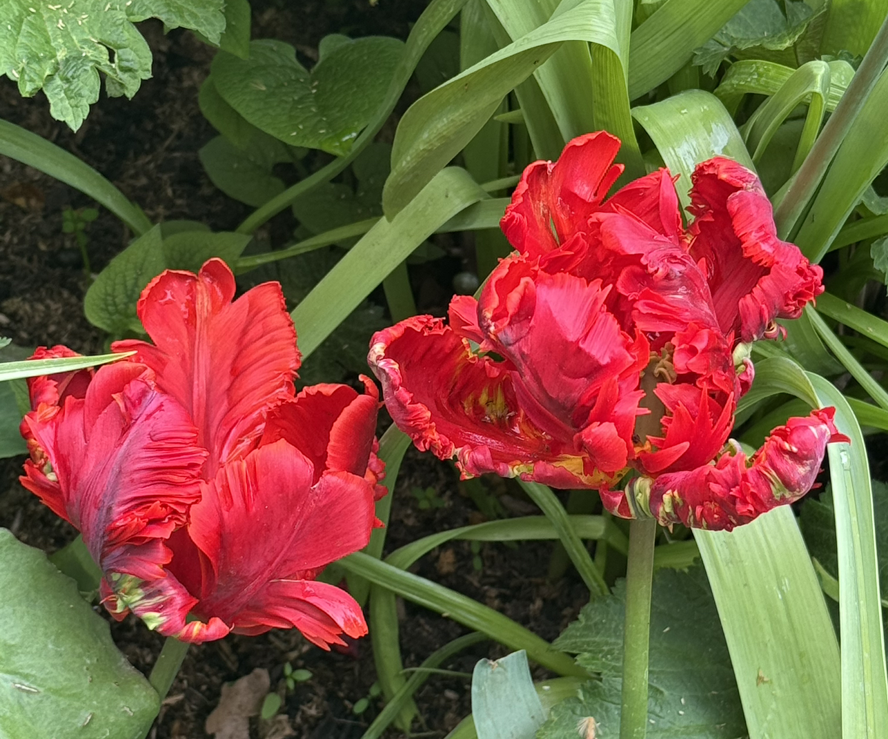 Avatar for @Katiestar on Greg, the plant care app