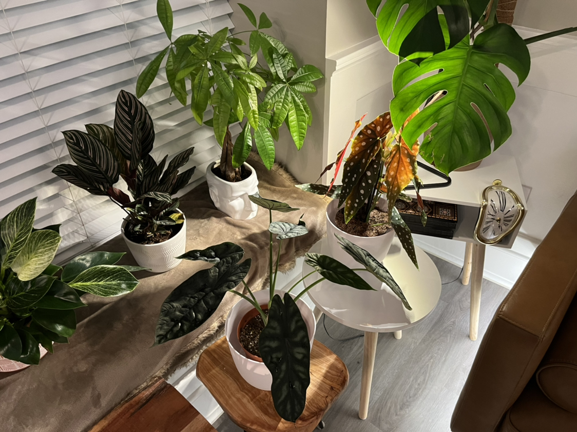Avatar for @Anwar on Greg, the plant care app