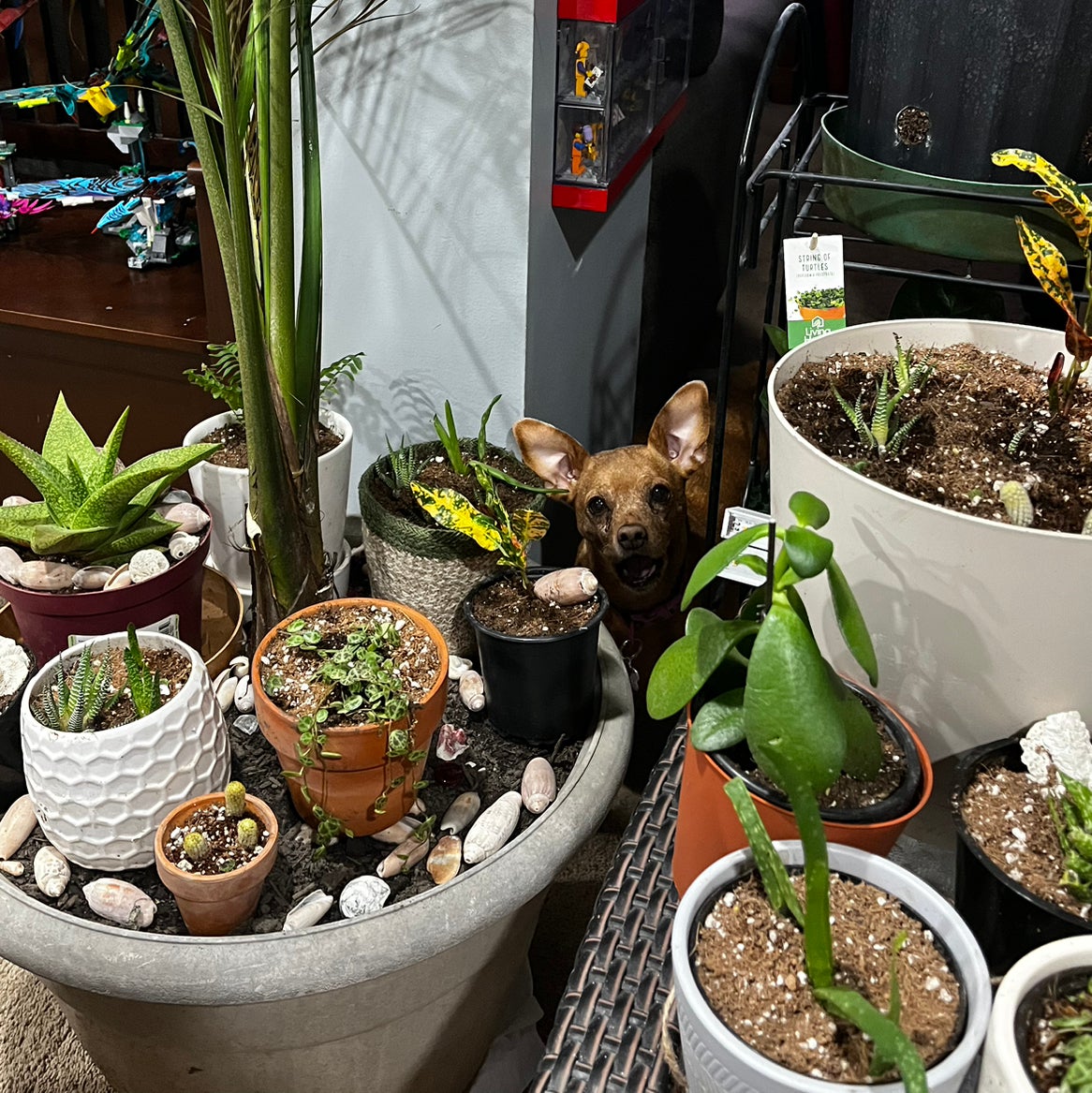 Avatar for @ExecBushgrass on Greg, the plant care app