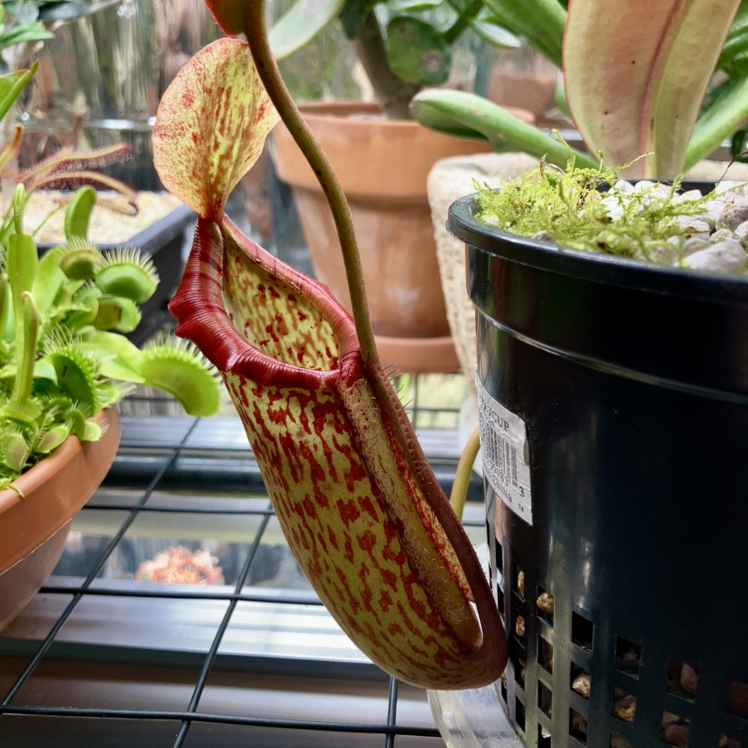 Avatar for @JadedJosh on Greg, the plant care app