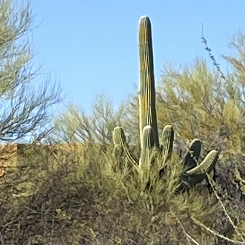 @SuckySucculent avatar