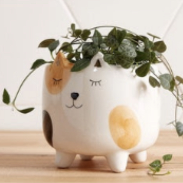 Avatar for @Jennaaislinn on Greg, the plant care app