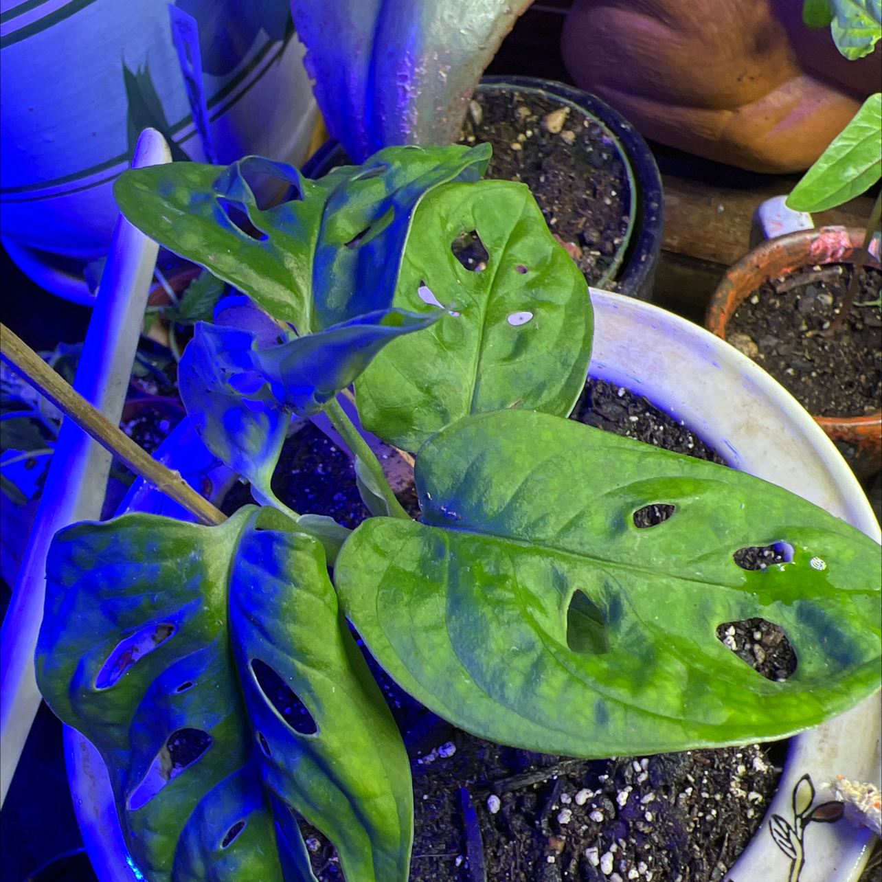 Avatar for @SisterLambsear on Greg, the plant care app