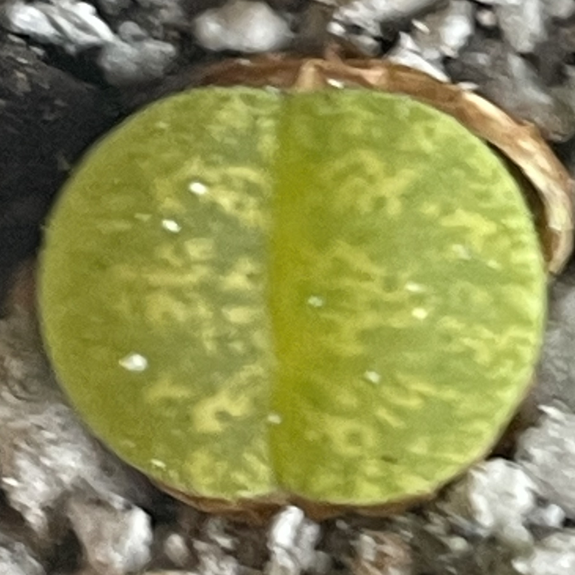 @SultryPigfern avatar