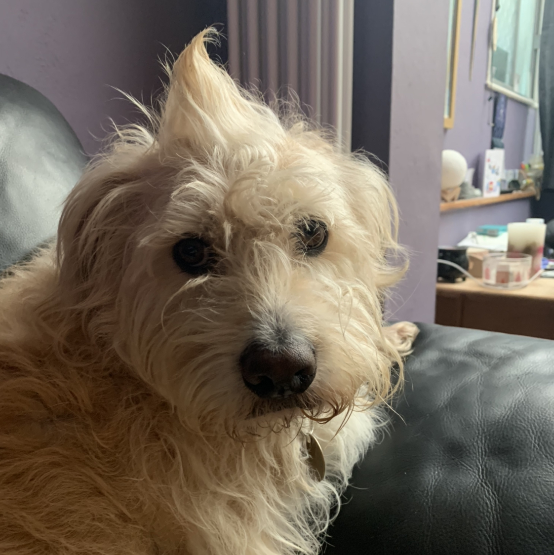 Avatar for @freja._.raine on Greg, the plant care app