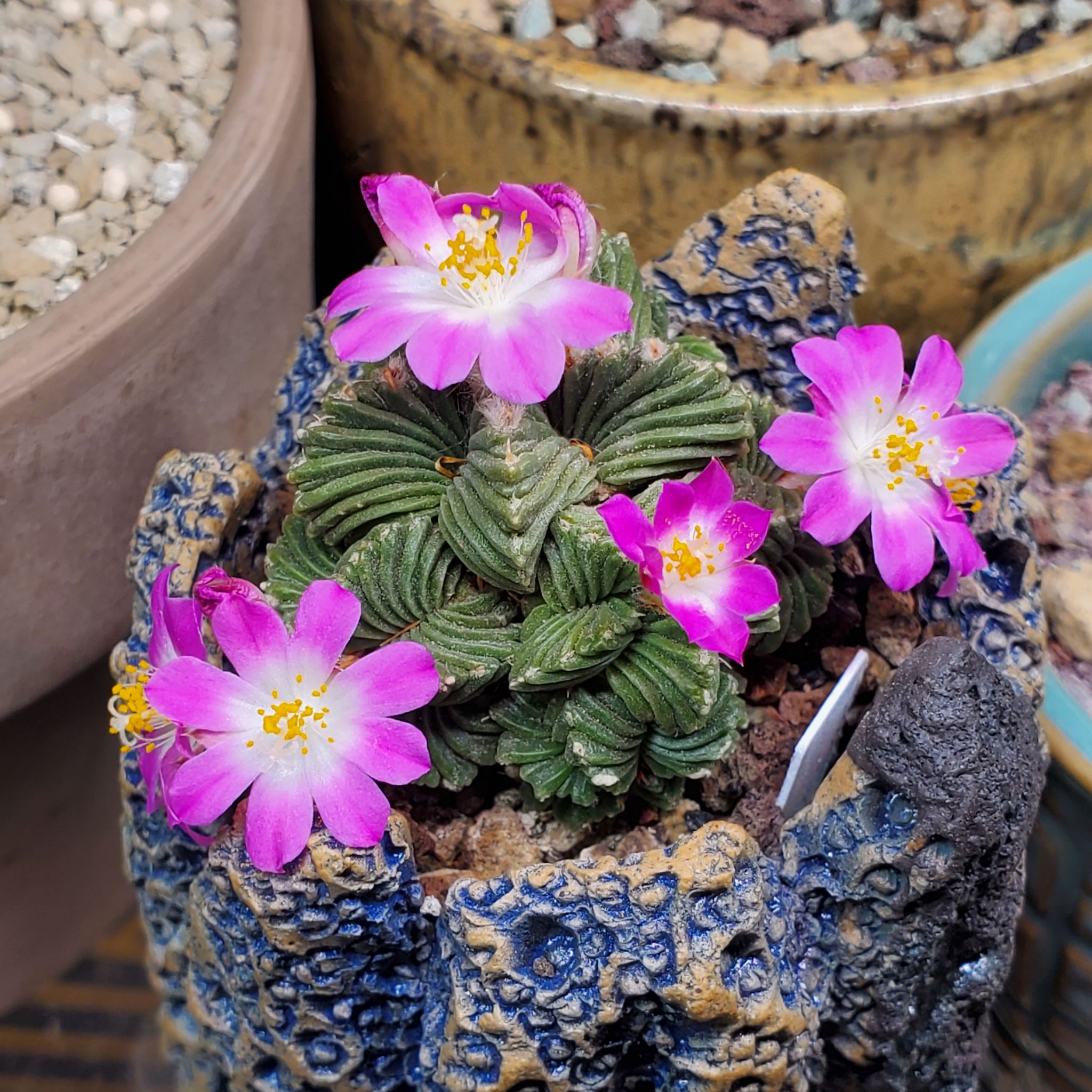 Avatar for @plantdaddychi on Greg, the plant care app