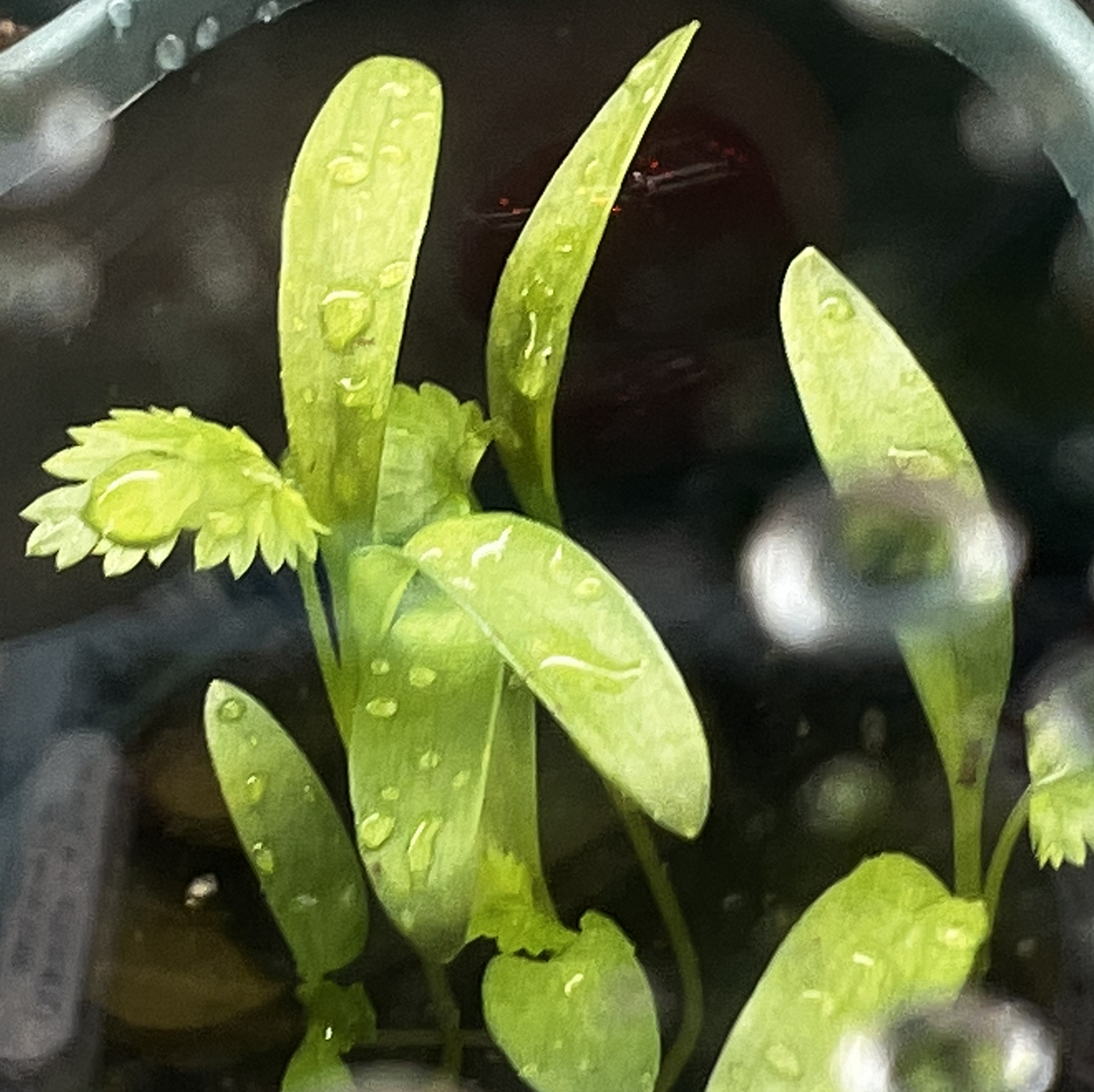 Avatar for @Ava7475 on Greg, the plant care app