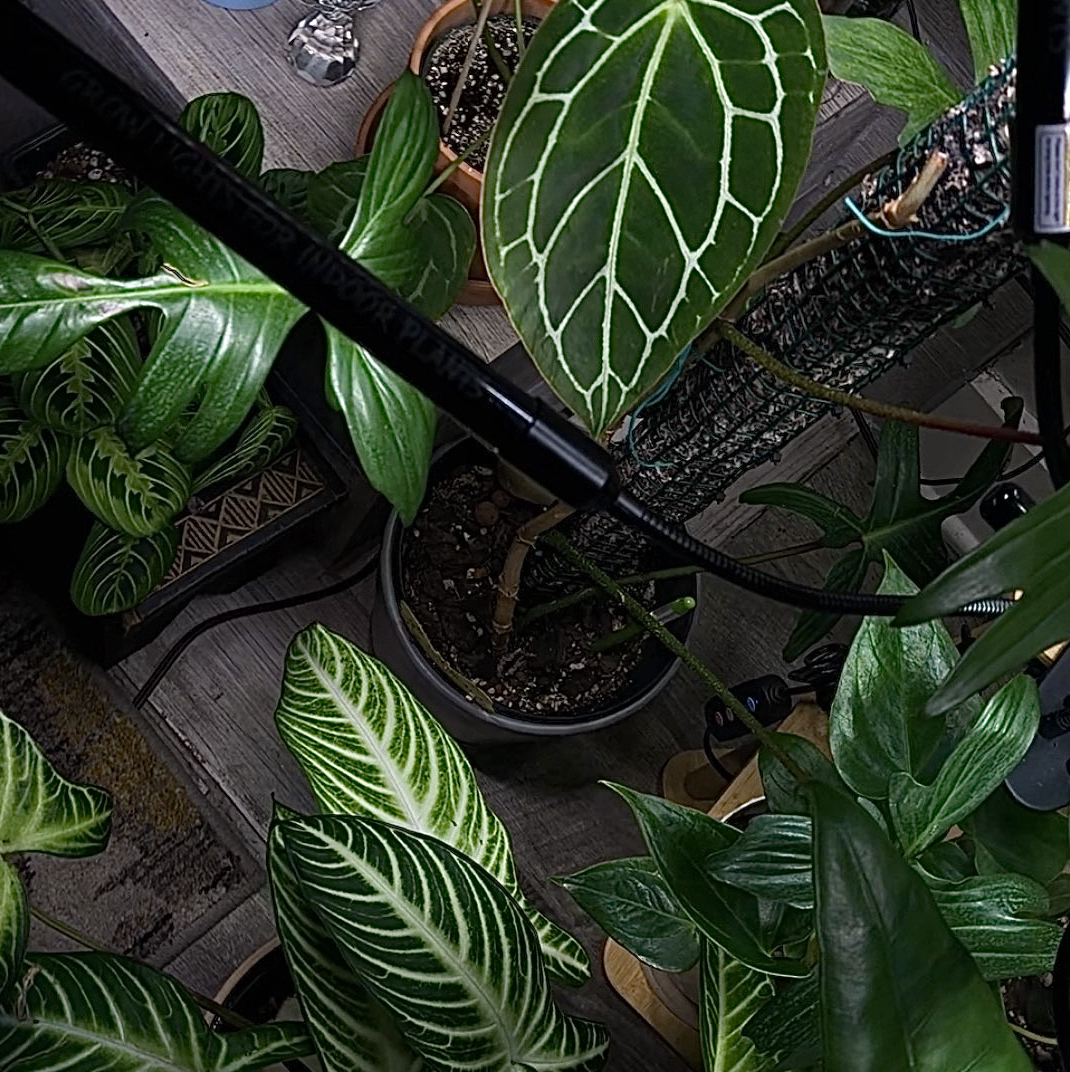 Avatar for @Yonabby on Greg, the plant care app