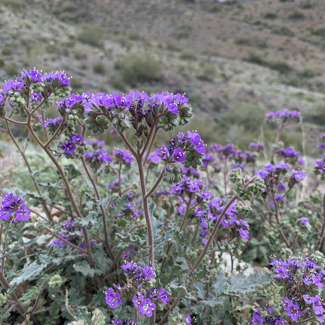 Avatar for @YeveAlocasia on Greg, the plant care app