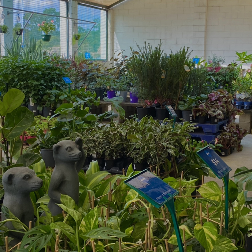Avatar for @abbiemccrum on Greg, the plant care app