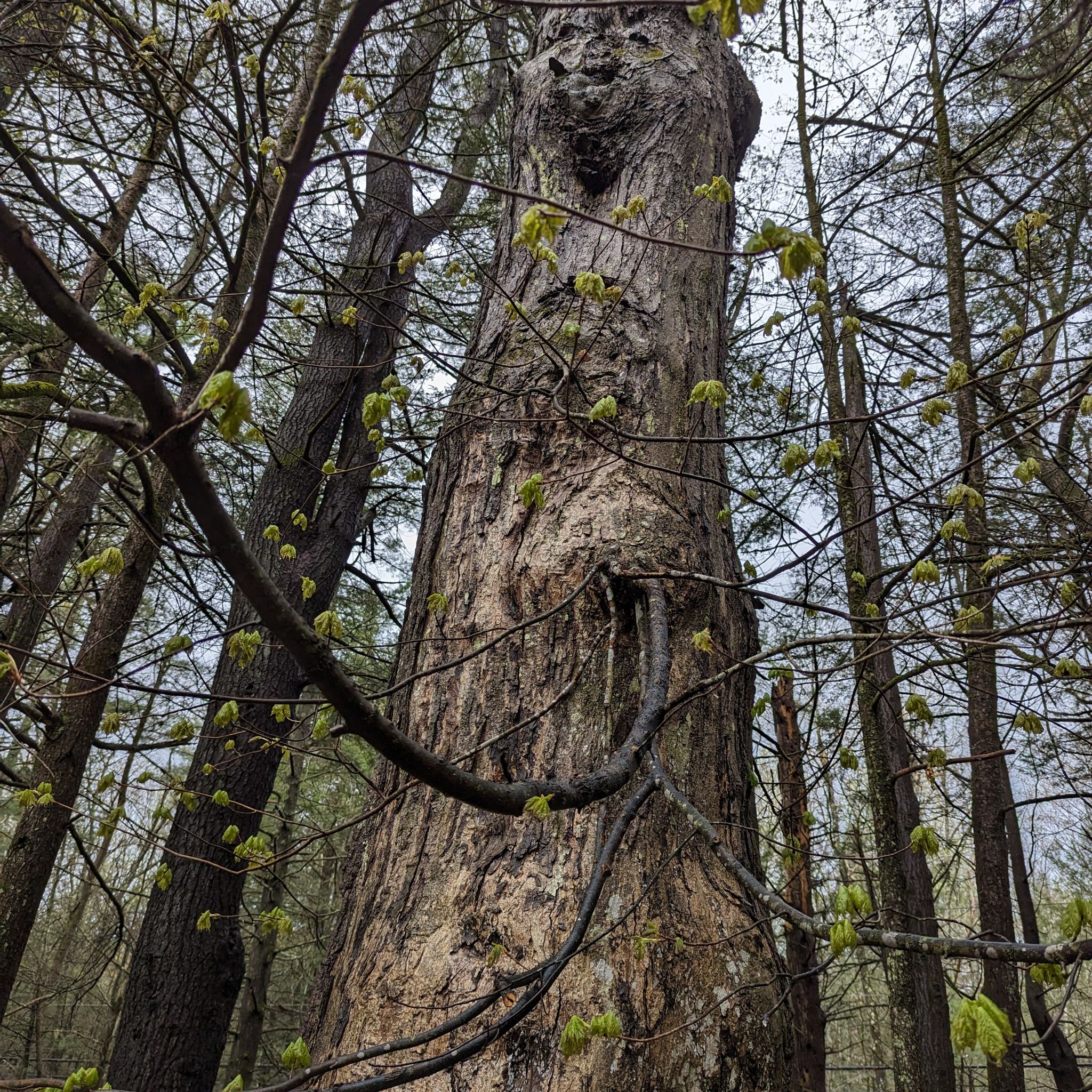 Avatar for @UberTearose on Greg, the plant care app