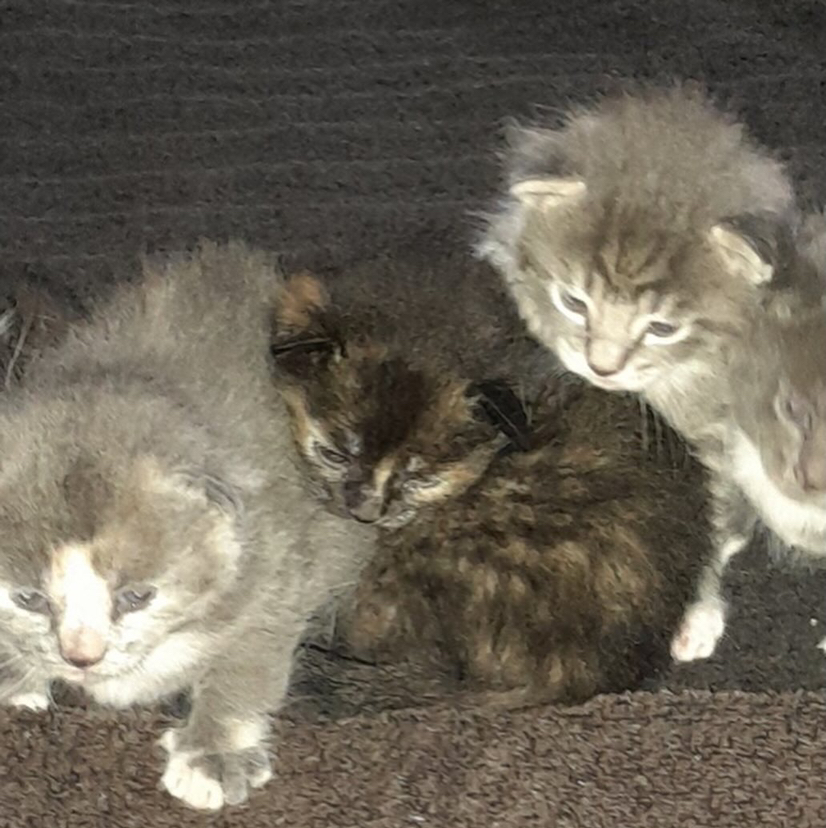 @Arthropoda