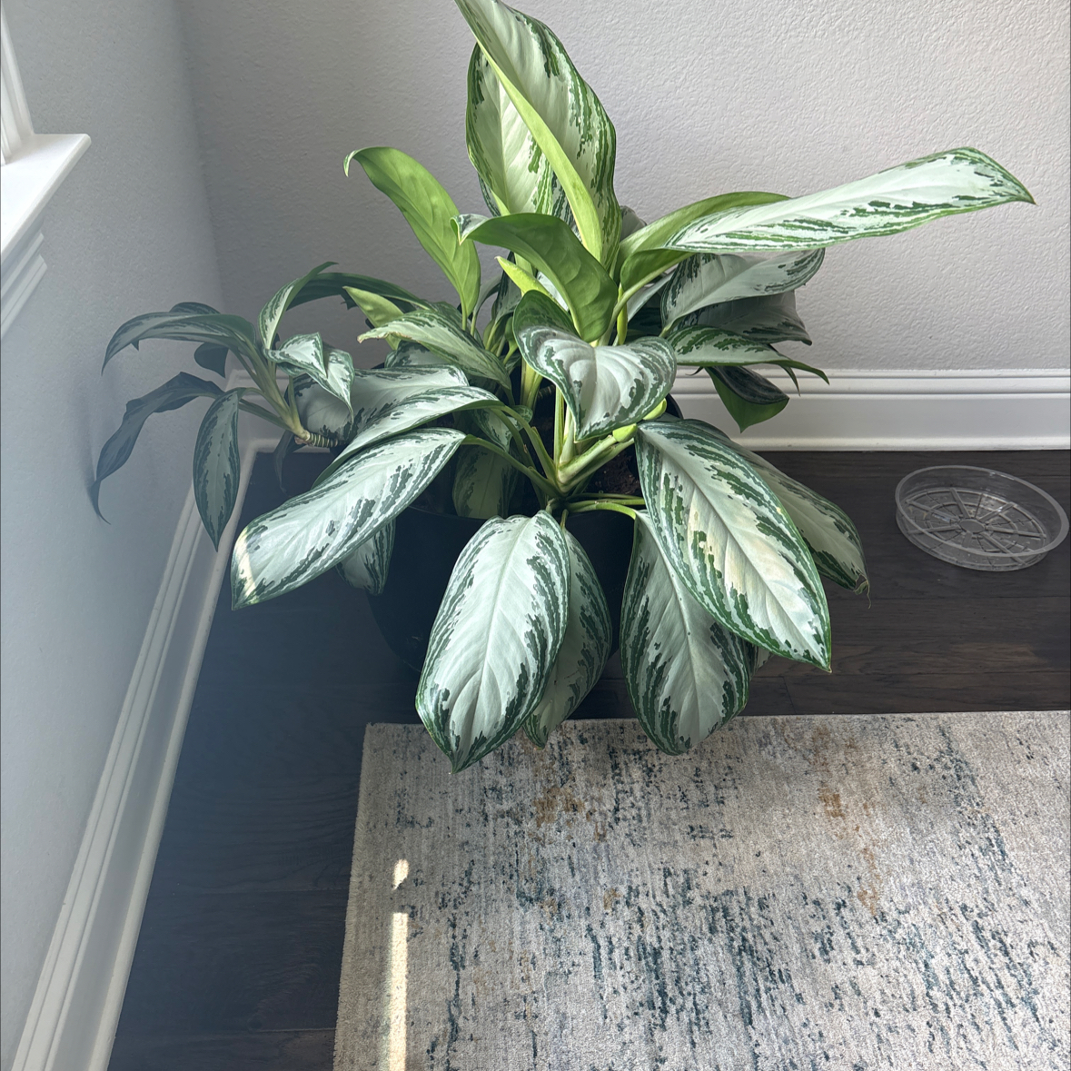 Avatar for Alex on Greg, the plant care app