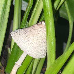 Avatar for @elsgarden on Greg, the plant care app