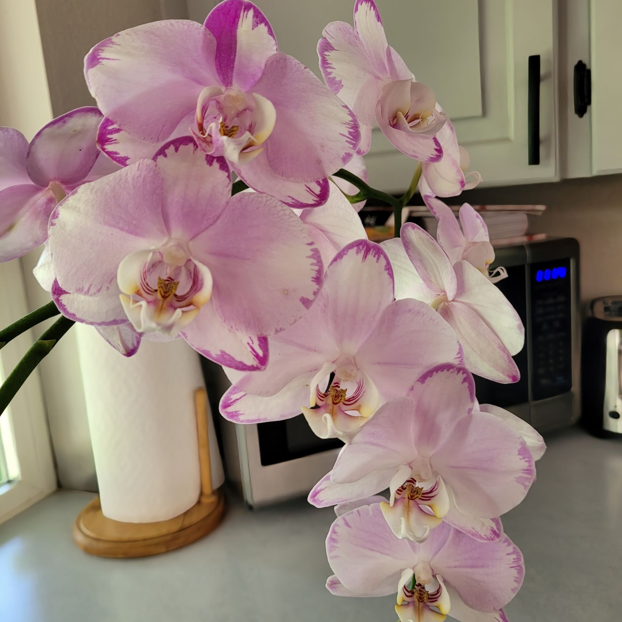 @OthonnaCapensis avatar