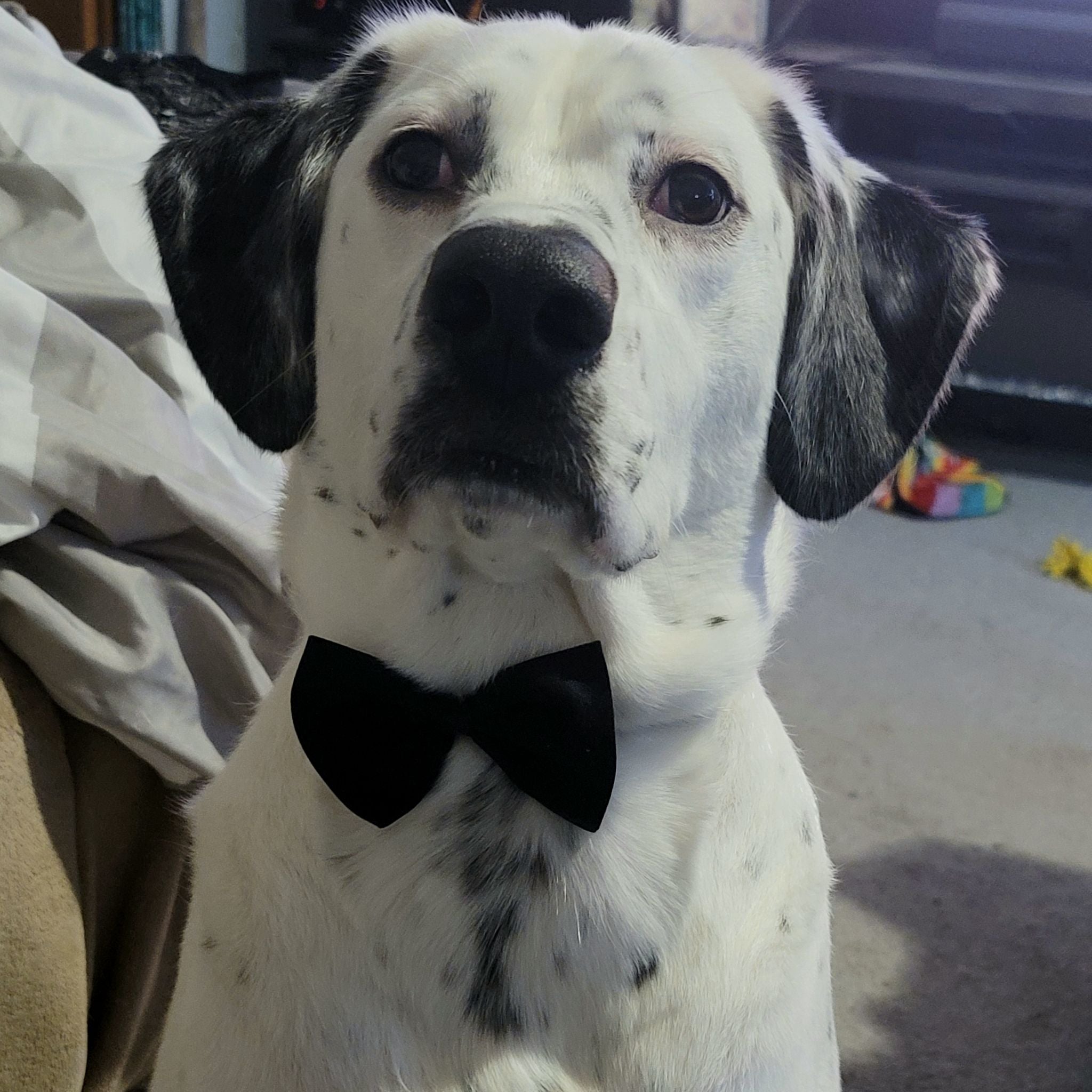 @WanderingDude avatar