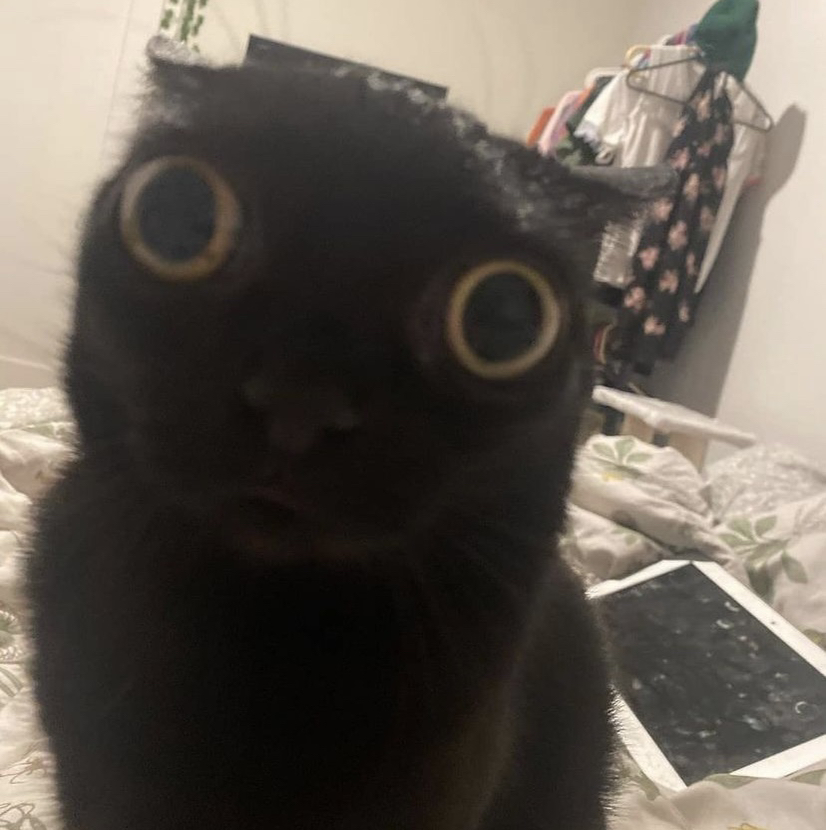 Avatar for @Madalynst on Greg, the plant care app