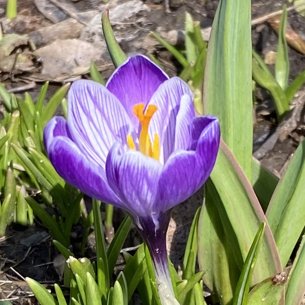 Avatar for @DynamoStinkhorn on Greg, the plant care app