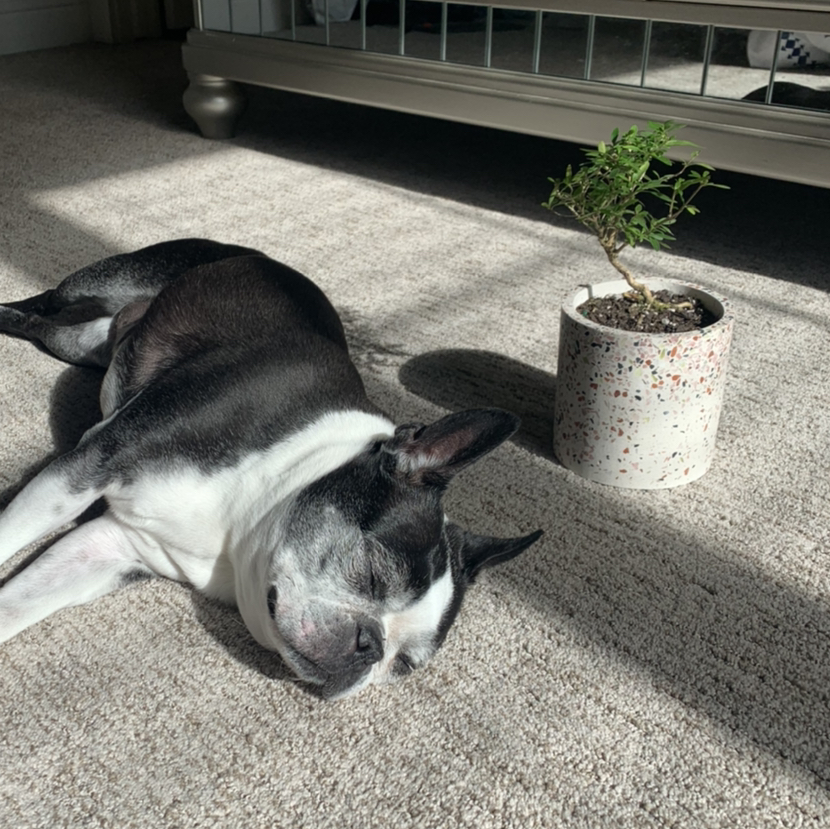 Avatar for @annarietownsend on Greg, the plant care app