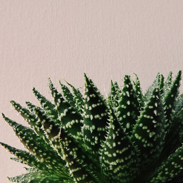 Avatar for @Hannah_dj on Greg, the plant care app