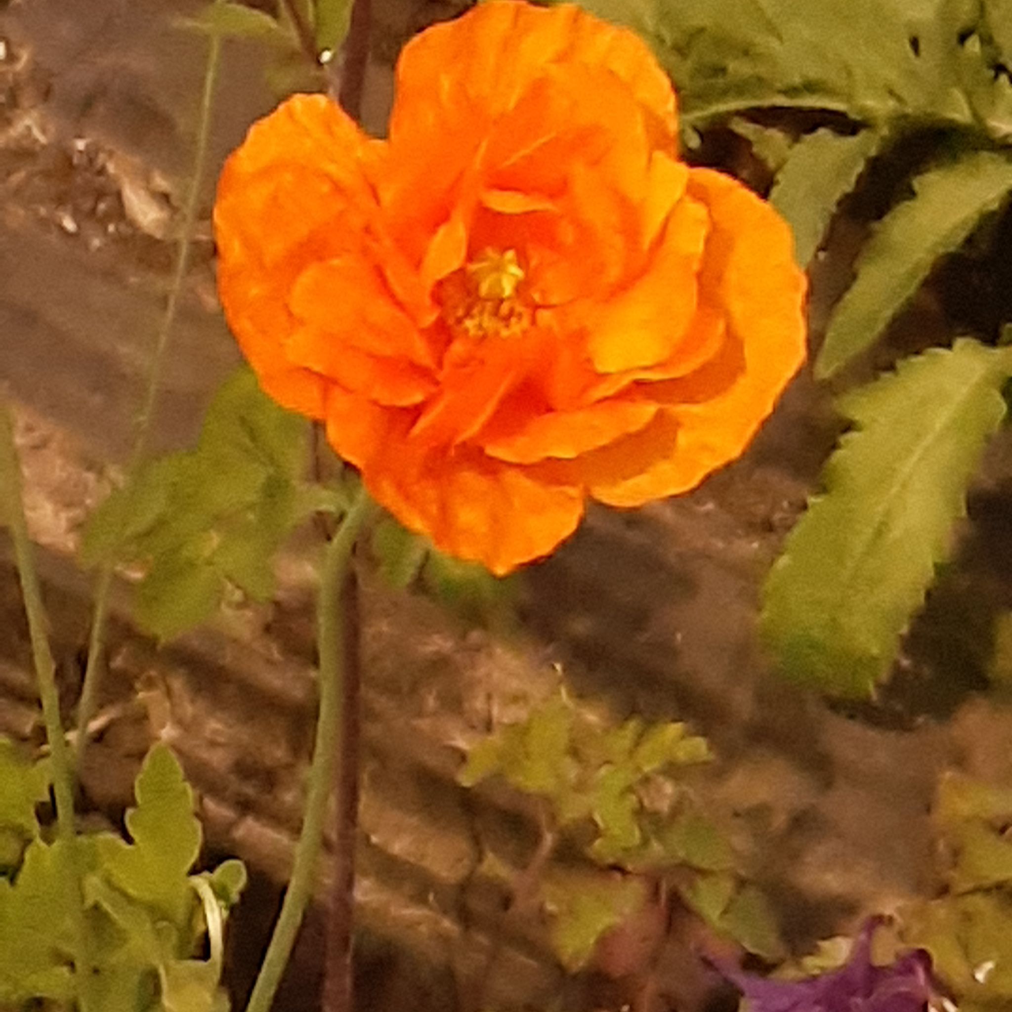 @TaraWhitMyPlant avatar