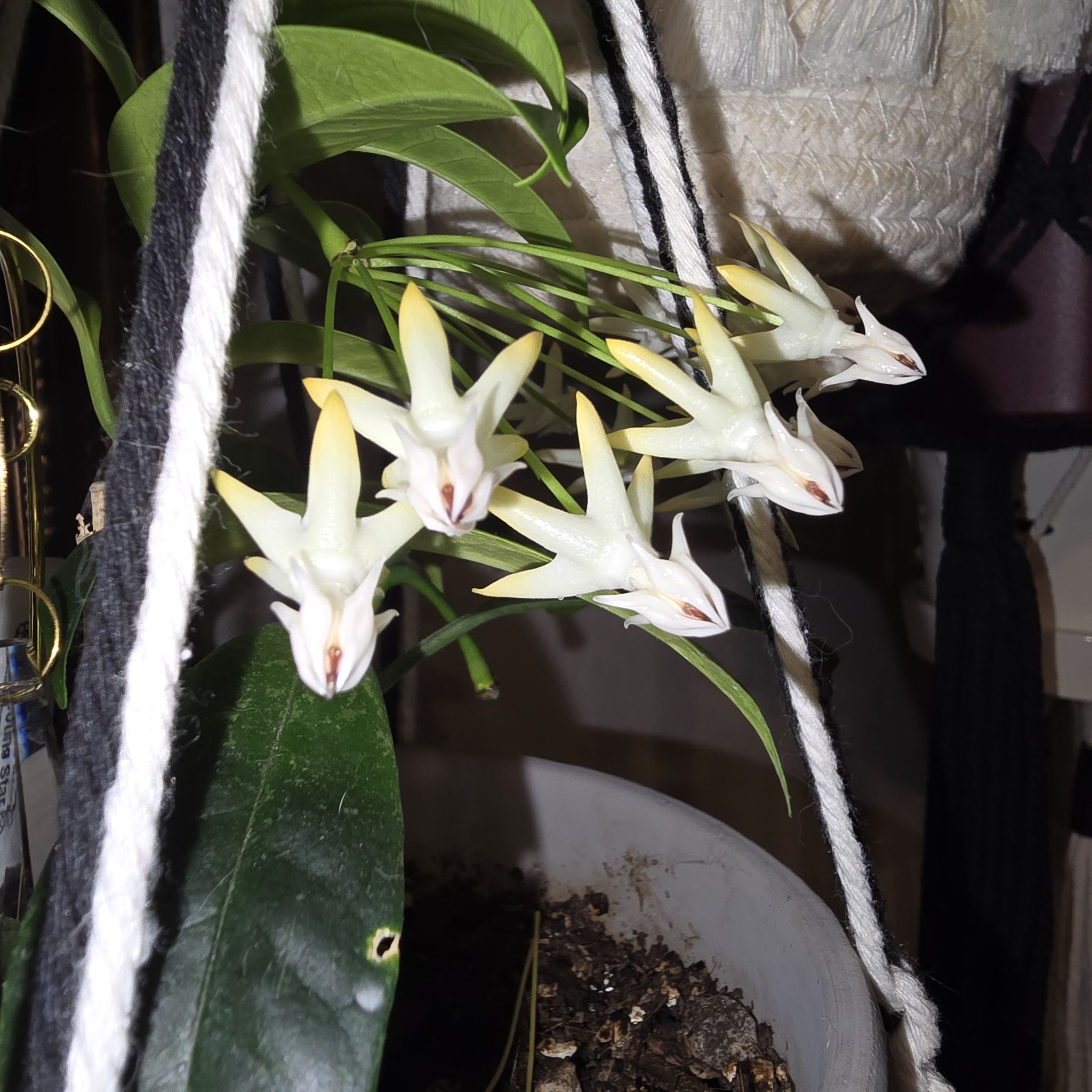 Avatar for @HotPileamojito on Greg, the plant care app