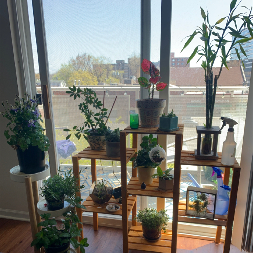 Avatar for @mikekachowski on Greg, the plant care app