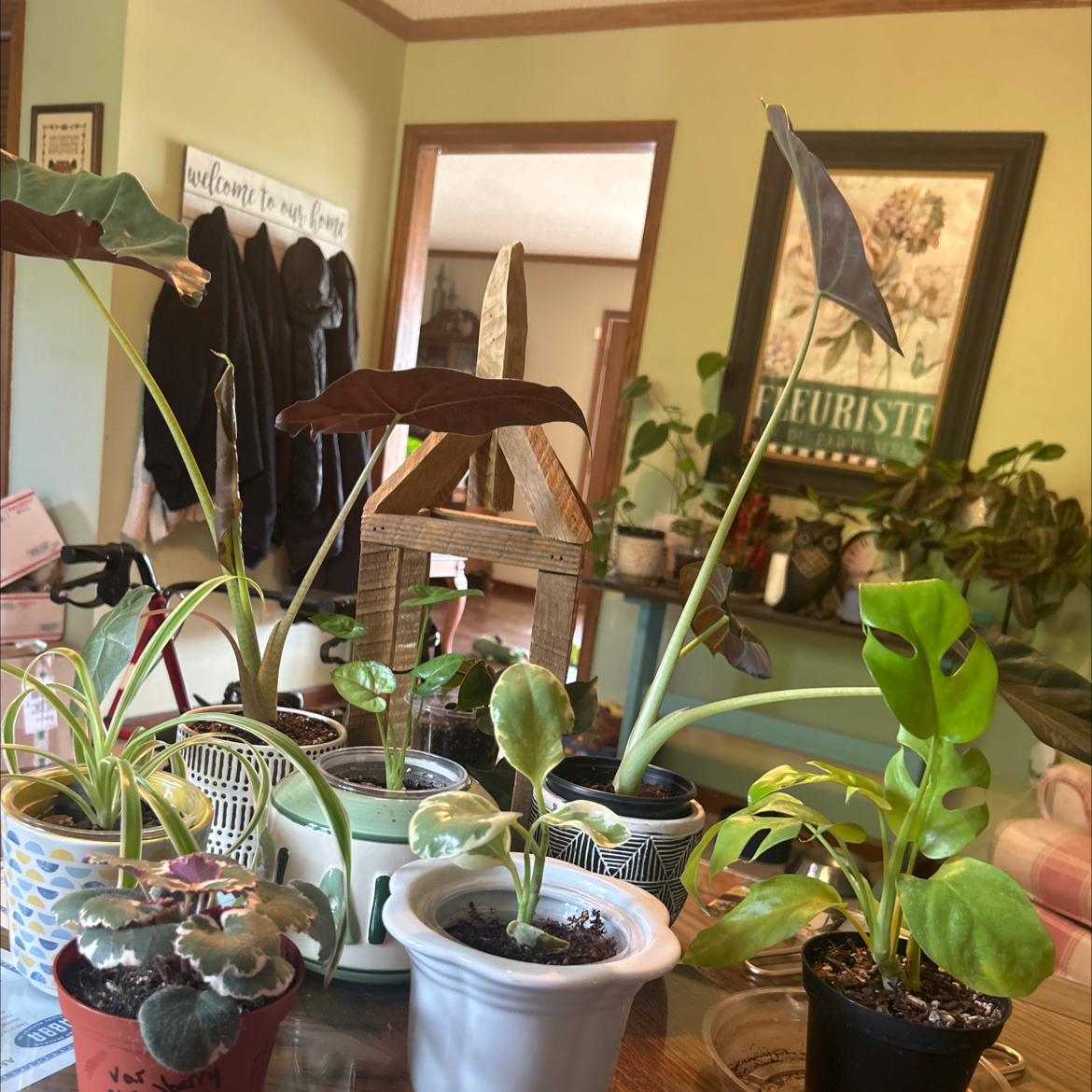 Avatar for @MoonliteandMoss on Greg, the plant care app