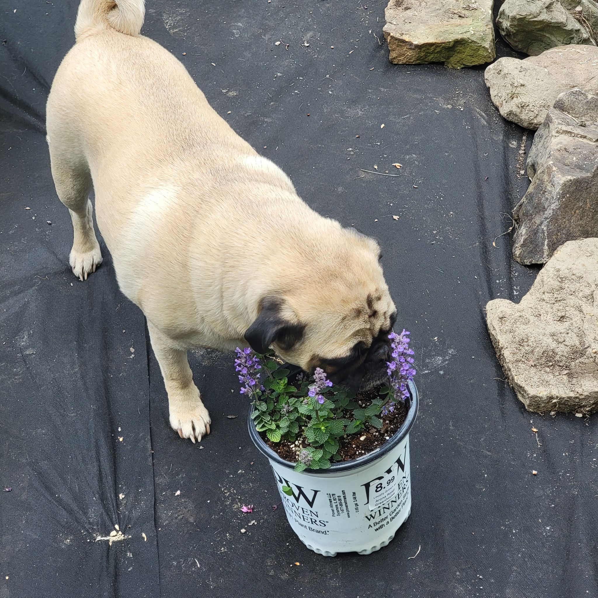 Avatar for @GreenGardenChef on Greg, the plant care app