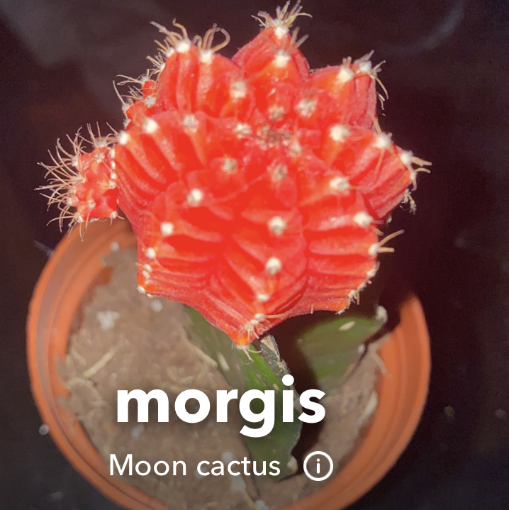 @morgis avatar