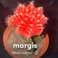 @morgis avatar