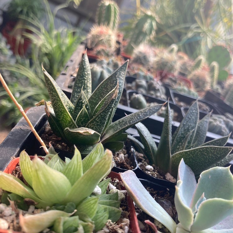 Avatar for @rosa_roedner on Greg, the plant care app