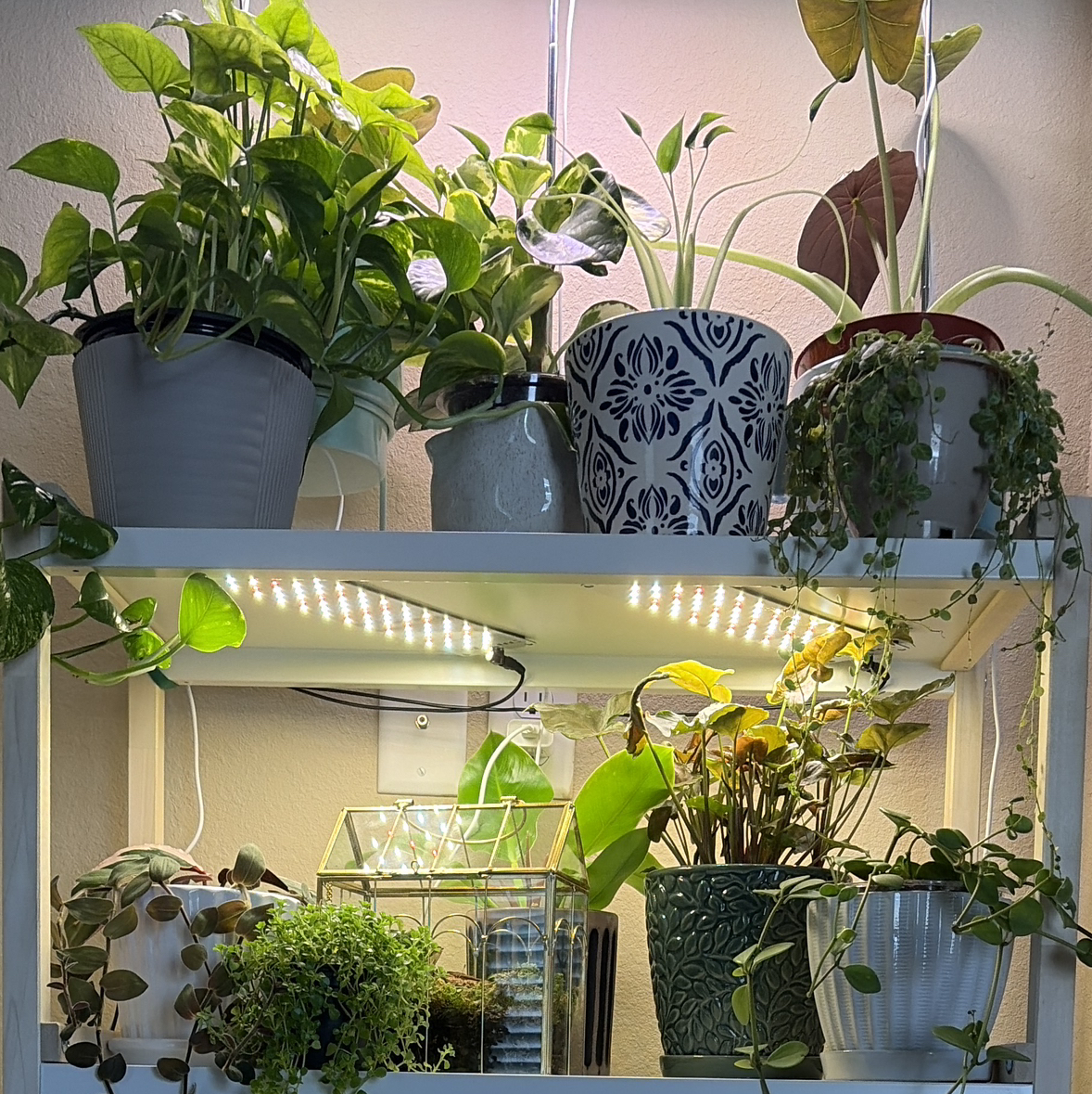Avatar for @TrishaSalas on Greg, the plant care app