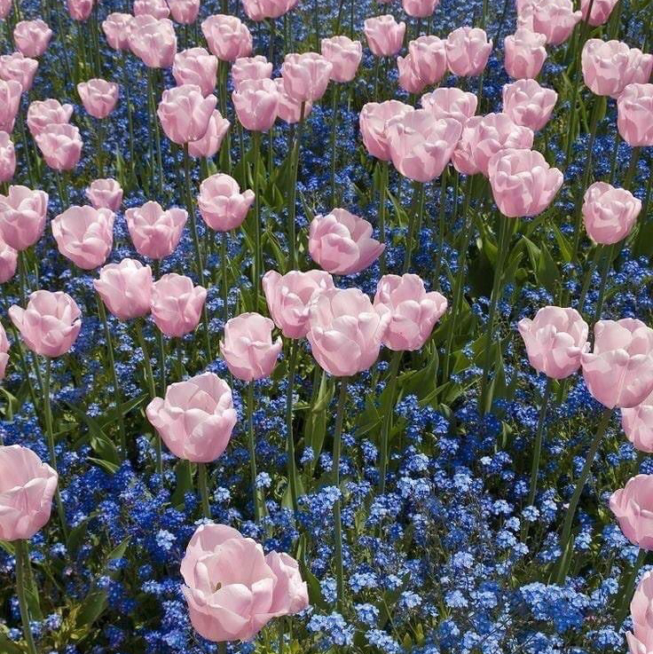 @jessicasquires avatar