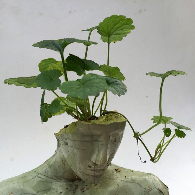 @plantbaby avatar