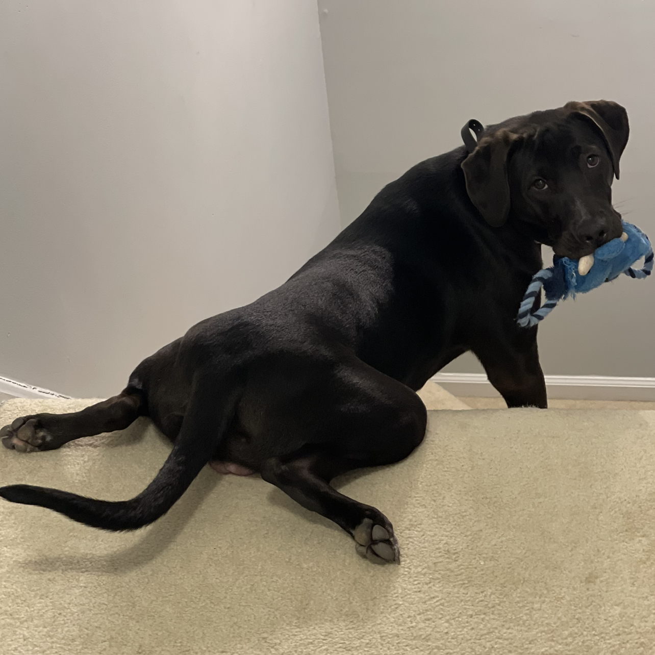 Avatar for @EnticingAster on Greg, the plant care app