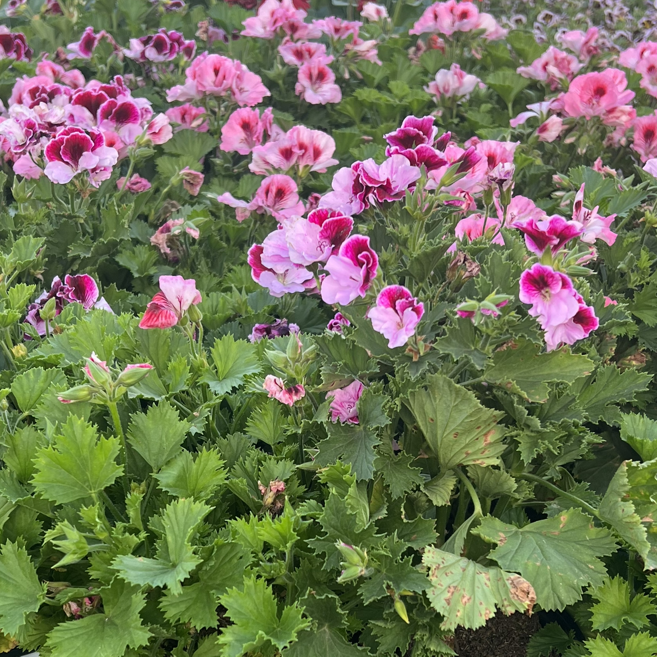 @Eve.plants