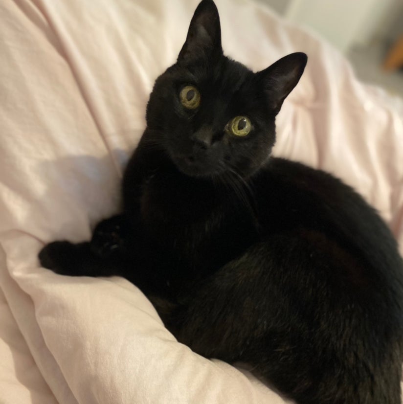 @meghanfoley11 avatar