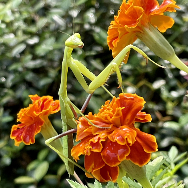 @StrategicWorm avatar