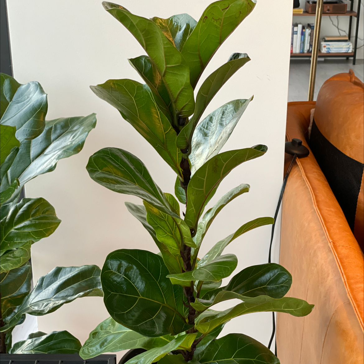 Fiddle Leaf Fig