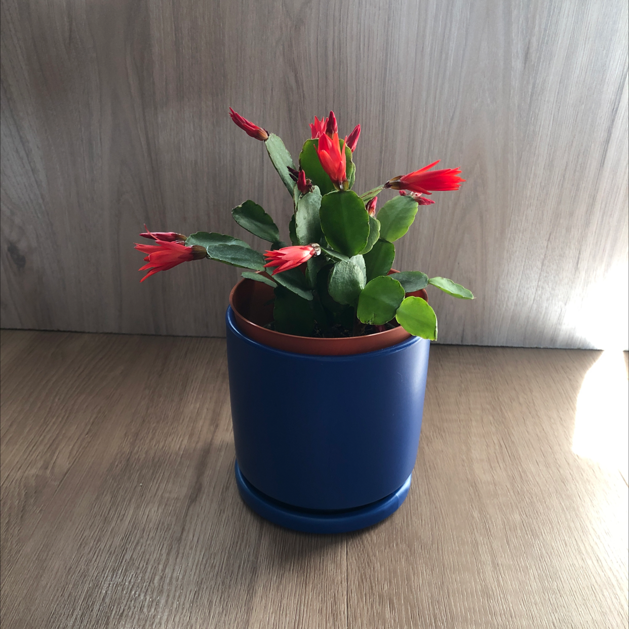 Easter Cactus