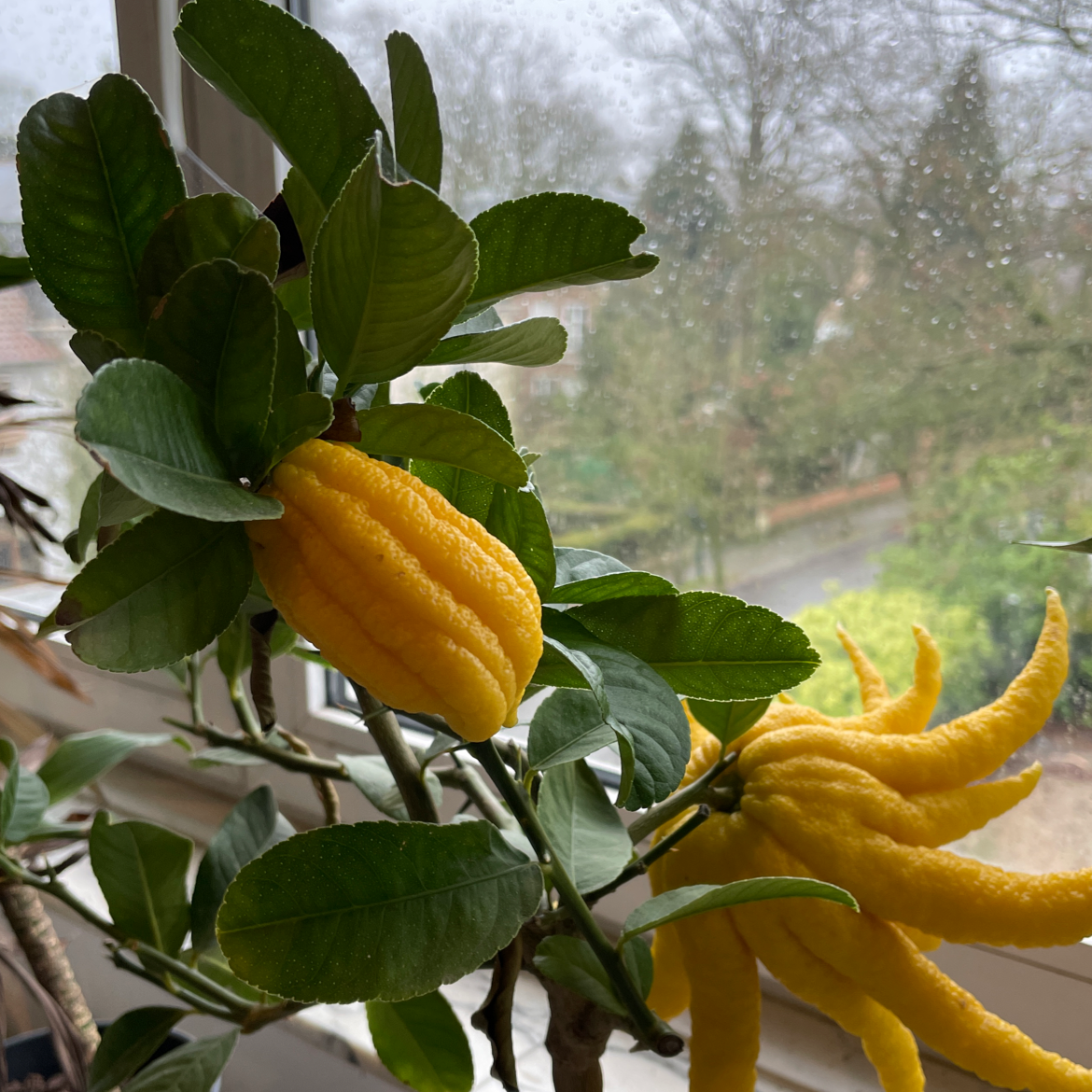 Meyer Lemon Tree